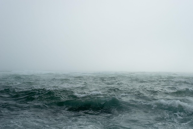 sea lions, caves, ocean, wildlife, marine, geology