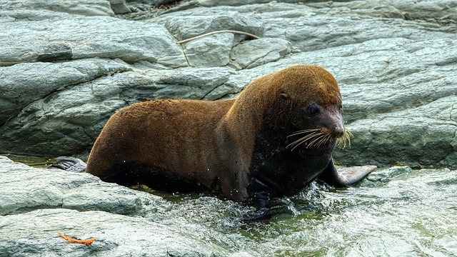 sea lions, caves, ocean, wildlife, marine, geology