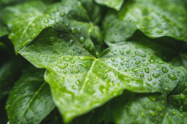 weather, plumbing, rain, frost, cold, humidity