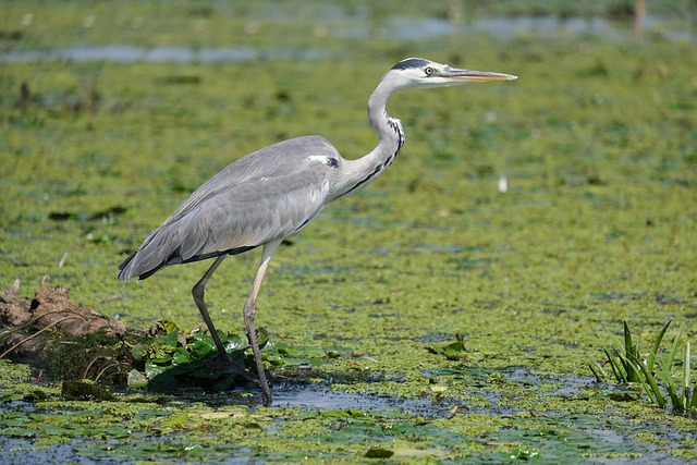 wildlife, coastal, birdwatching, marine, nature, conservation
