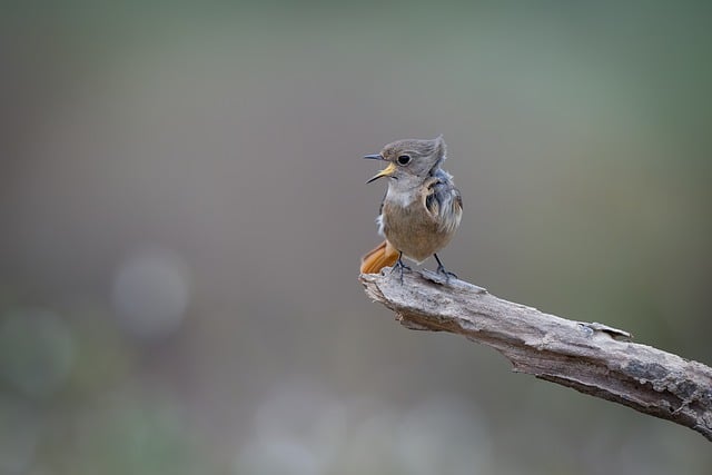 wildlife, coastal, birdwatching, marine, nature, conservation