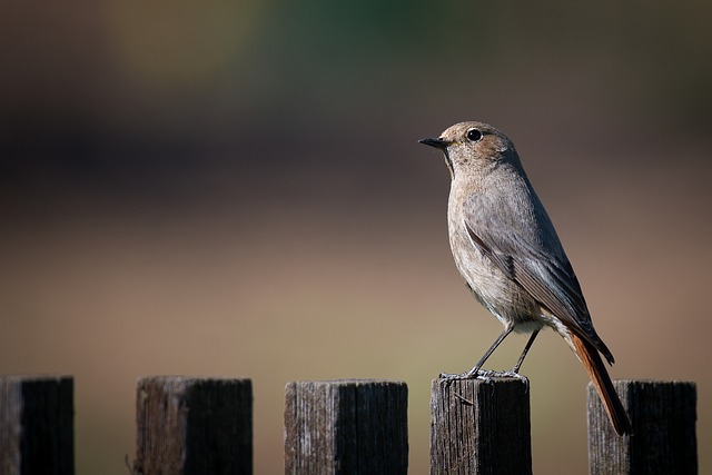 wildlife, coastal, birdwatching, marine, nature, conservation