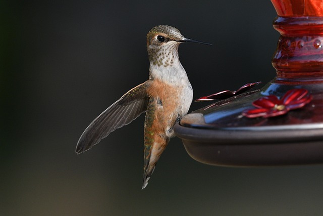 wildlife, coastal, birdwatching, marine, nature, conservation