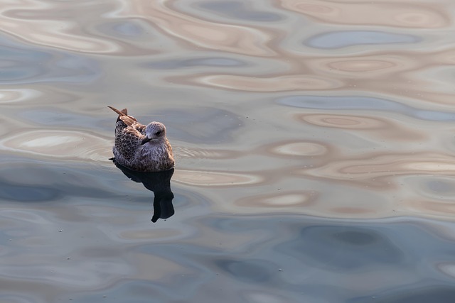 wildlife, coastal, birdwatching, marine, nature, conservation