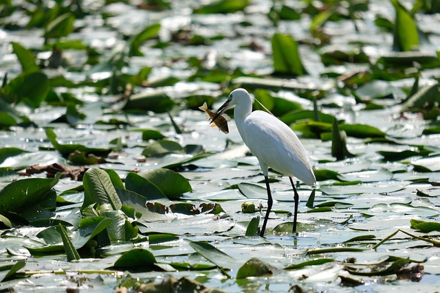 wildlife, coastal, birdwatching, marine, nature, conservation