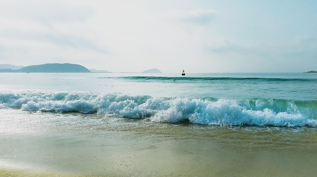 wildlife, coastal, birdwatching, marine, nature, conservation