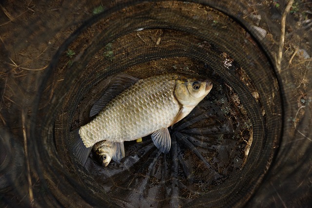 Willamette, fishing, river, trout, nature, conservation