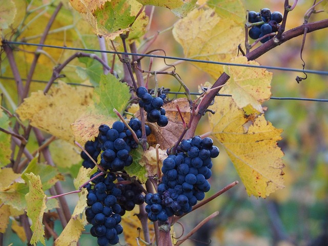 wine, vineyard, grapes, tasting, winery, bottles