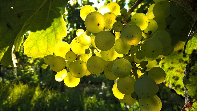 wine, vineyard, grapes, tasting, winery, bottles