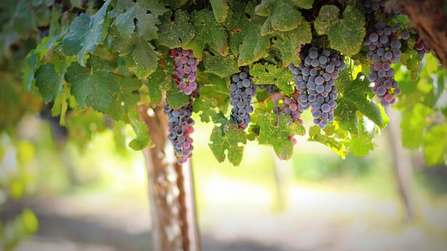 wine-vineyard-grapes-tasting-winery-bott-640x480-53793760.jpeg