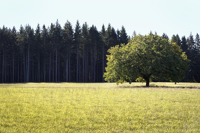 avoidance, probate, Oregon, estate, planning, bypass