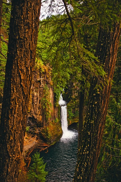 bail, pretrial, release, Oregon, legal, procedure