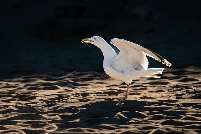 beach, hidden, secluded, coast, sand, tranquility