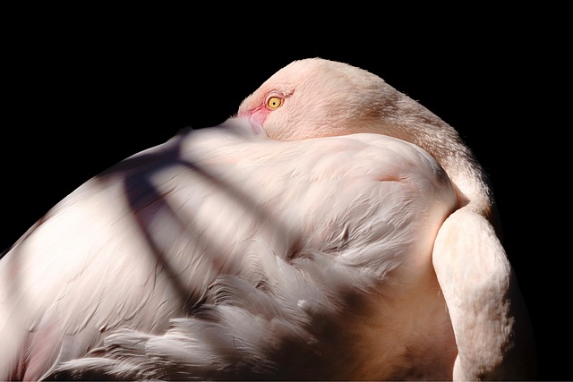 birds