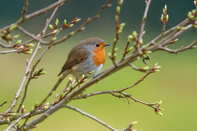 birds