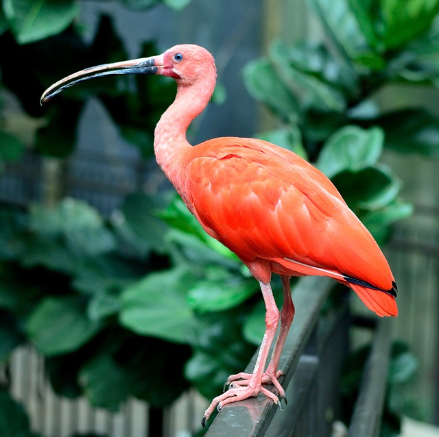birds, birdwatching, nature, wildlife, binoculars, photography