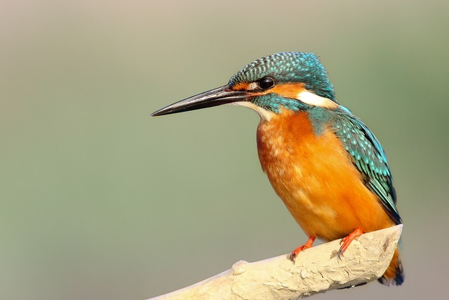birds-birdwatching-nature-wildlife-binoc-640x480-14075118.jpeg
