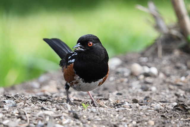 birds, birdwatching, nature, wildlife, binoculars, photography