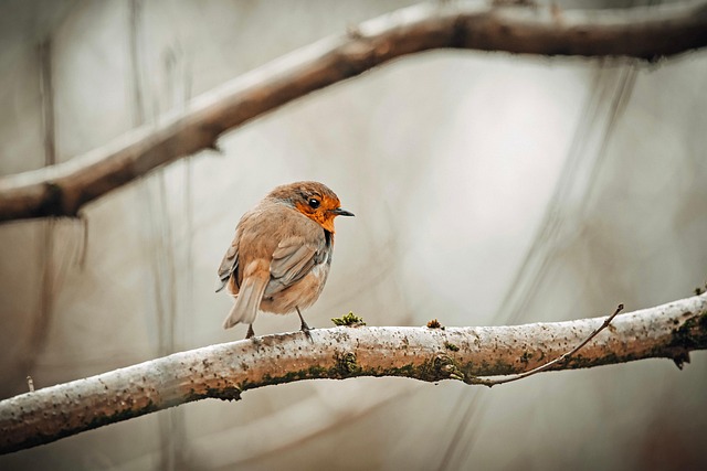 birds, birdwatching, nature, wildlife, binoculars, photography