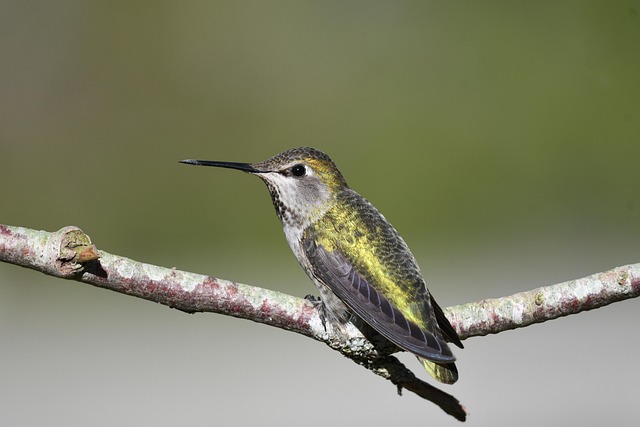 birds, birdwatching, nature, wildlife, binoculars, photography