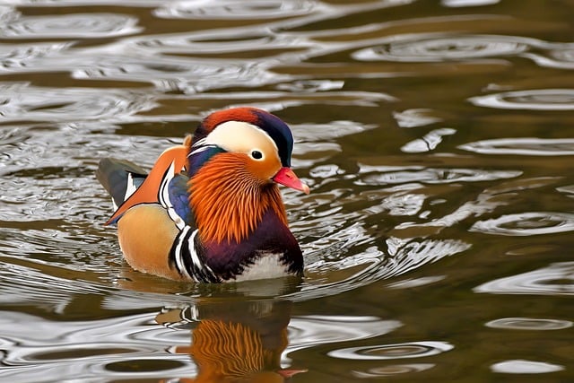 birds, birdwatching, nature, wildlife, binoculars, photography
