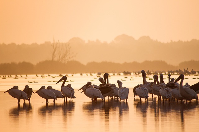 birds-birdwatching-nature-wildlife-binoc-640x480-29943452.jpeg