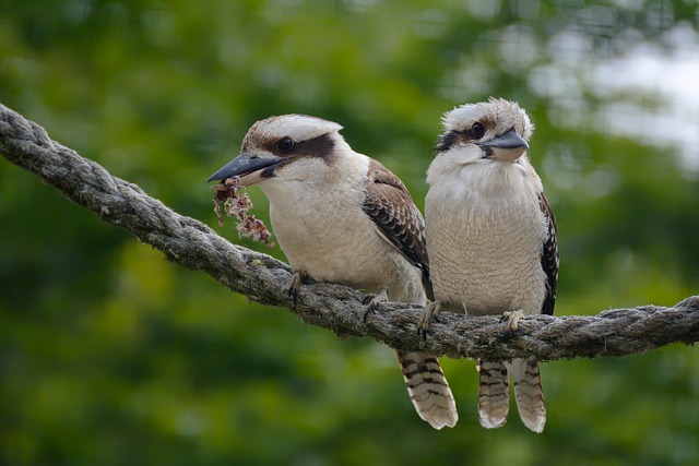 birds-birdwatching-nature-wildlife-binoc-640x480-29969176.jpeg