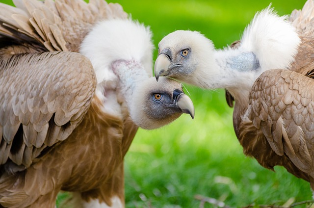 birds-birdwatching-nature-wildlife-binoc-640x480-37696786.jpeg