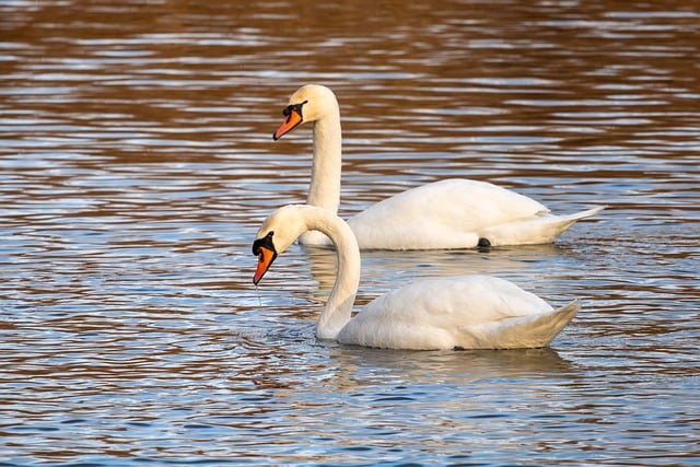 birds-birdwatching-nature-wildlife-binoc-640x480-37982746.jpeg