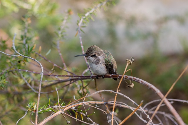 birds, birdwatching, nature, wildlife, binoculars, photography