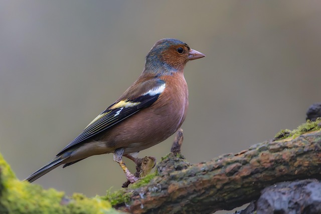 birds-birdwatching-nature-wildlife-binoc-640x480-43267229.jpeg