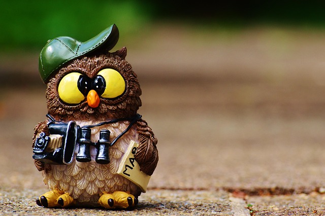 birds, birdwatching, nature, wildlife, binoculars, photography
