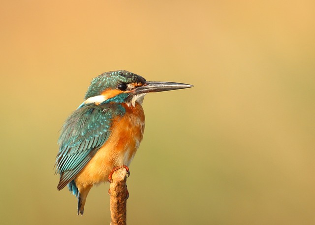 birds, birdwatching, nature, wildlife, binoculars, photography