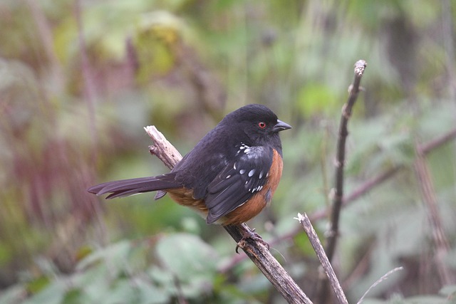birds-birdwatching-nature-wildlife-binoc-640x480-4975538.jpeg