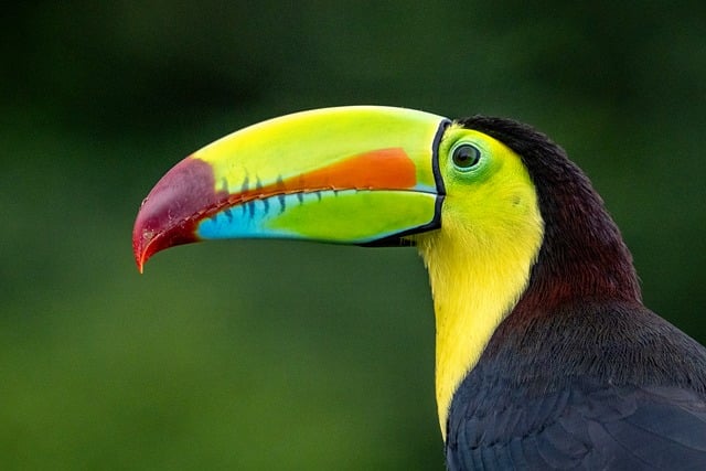 birds, birdwatching, nature, wildlife, binoculars, photography