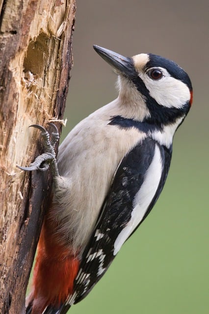 birds, birdwatching, nature, wildlife, binoculars, photography