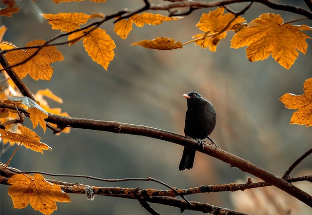 birds, birdwatching, nature, wildlife, binoculars, photography