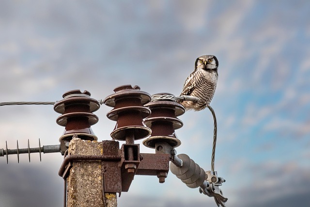 birds-birdwatching-nature-wildlife-binoc-640x480-77355298.jpeg
