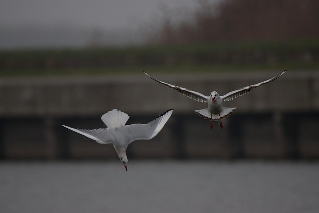 birds, birdwatching, nature, wildlife, binoculars, photography