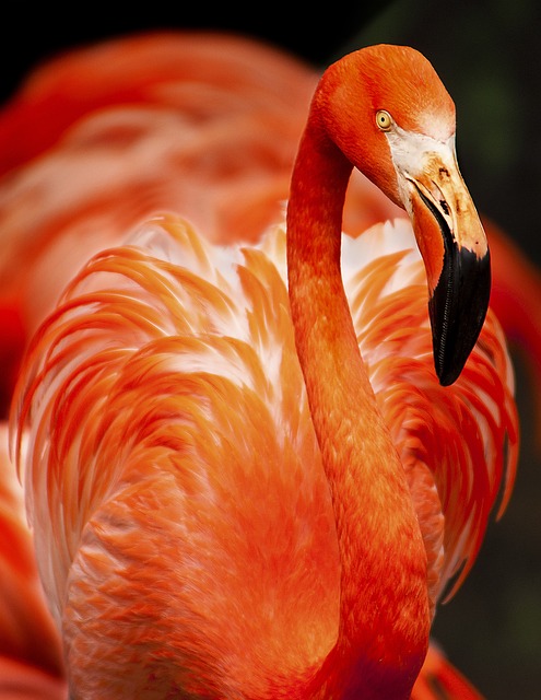 birds, birdwatching, nature, wildlife, binoculars, photography