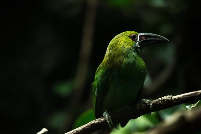 birds, birdwatching, nature, wildlife, binoculars, photography