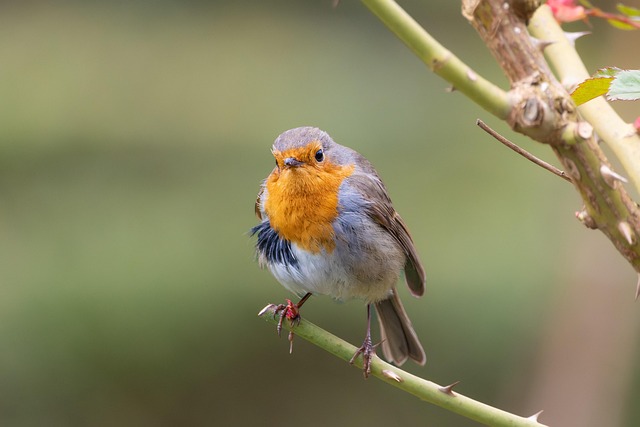 birds, birdwatching, nature, wildlife, binoculars, photography