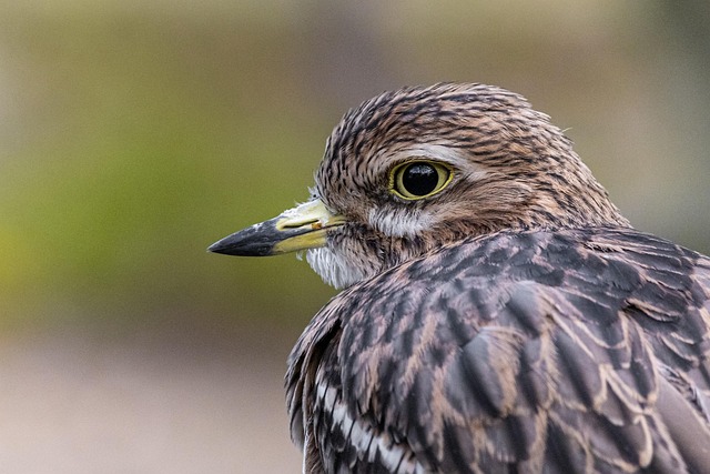 birds, birdwatching, nature, wildlife, binoculars, photography