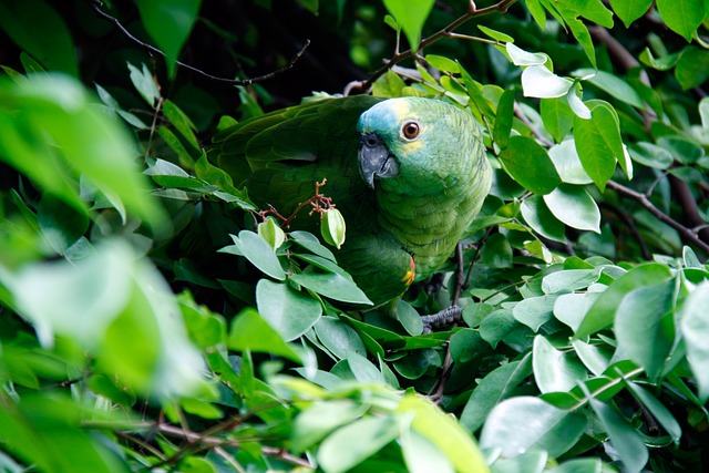 birds, birdwatching, nature, wildlife, binoculars, photography