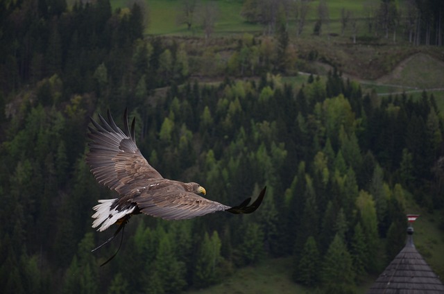 birds-birdwatching-nature-wildlife-binoc-640x480-83422475.jpeg