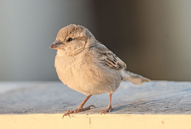birds-birdwatching-nature-wildlife-binoc-640x480-84576360.jpeg