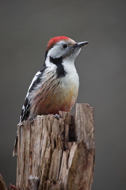 birds, birdwatching, nature, wildlife, binoculars, photography