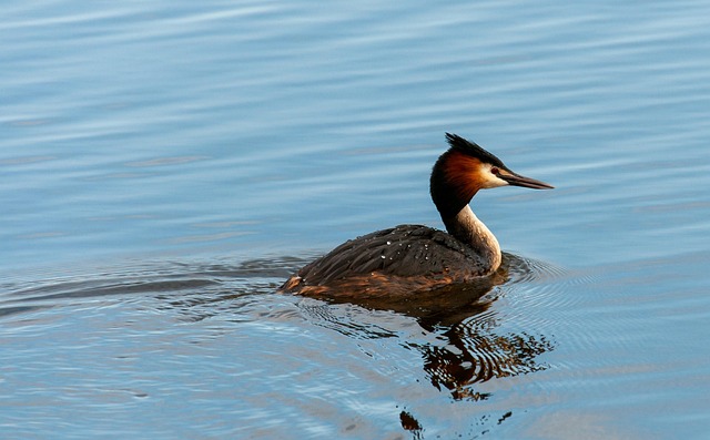 birds, birdwatching, nature, wildlife, binoculars, photography