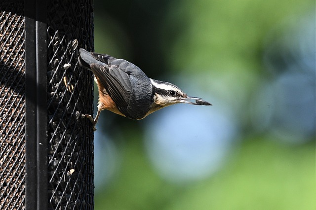 birds-birdwatching-nature-wildlife-binoc-640x480-91285677.jpeg