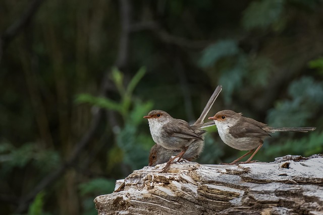 birds, birdwatching, nature, wildlife, binoculars, photography